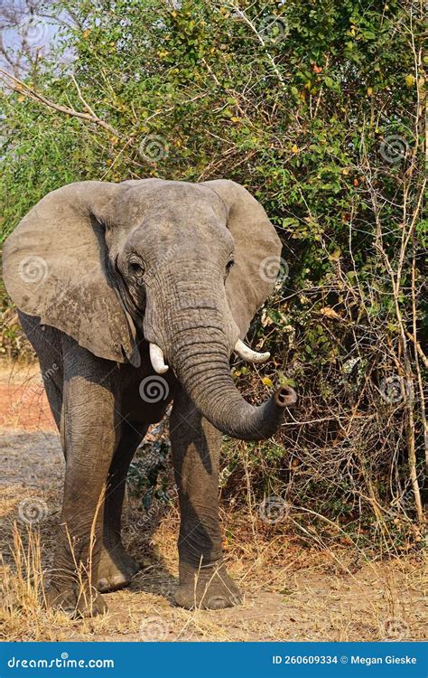 Elefante Africano En Zambia Foto De Archivo Imagen De Pasto Aventura