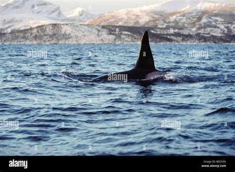 Male Killer Whale Orcinus Orca Showing Dorsal Fin And Saddlepatch