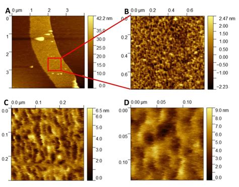 Representative Afm Images Of Isolated Fosfomycin Treated E Coli Dh