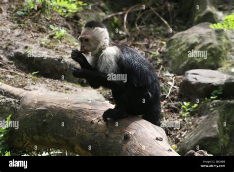 White Headed Capuchin Cebus Capucinus On A Branch A K A White Faced