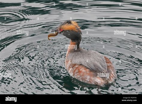 Horned Grebe entering breeding plumage Stock Photo - Alamy