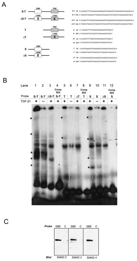 Molecular Requirements For Induction Of Ctgf Expression By Tgf Beta1 In