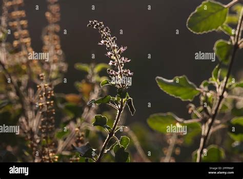 Holy Basil Inflorescence Closeup Selective Focus Tulsi Ocimum