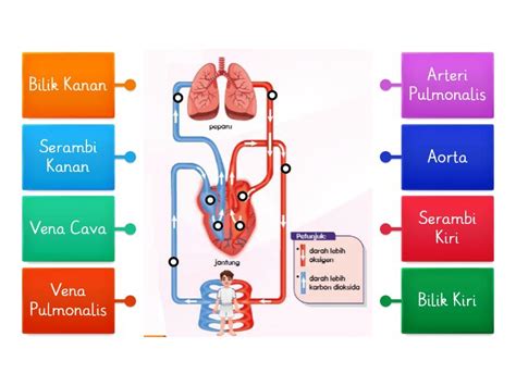 Sistem Peredaran Darah Manusia - Labelled diagram