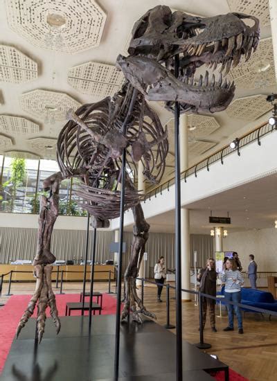 T Rex Skeleton Sells For More Than 6 Mln At Swiss Auction Back Page