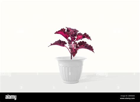 Beautiful Houseplant Coleus In Flowerpot Isolated On White Background