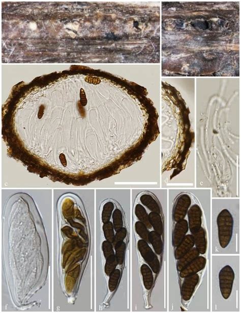 Comoclathris Flammulae MFLU 20 0397 Holotype A Appearance Of