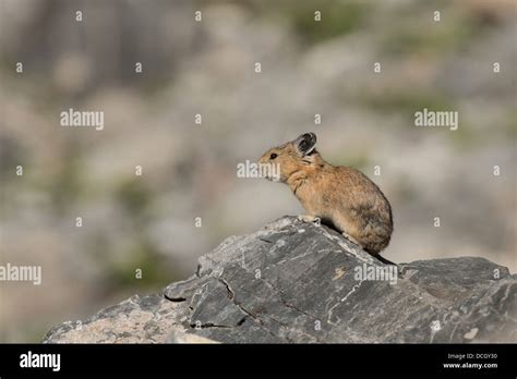 Stock Photo Of A Wasatch American Pika Sitting On A Rock Stock Photo