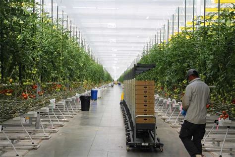 Mucci Farms Buys Canadian Greenhouse While Planning For Us Expansion