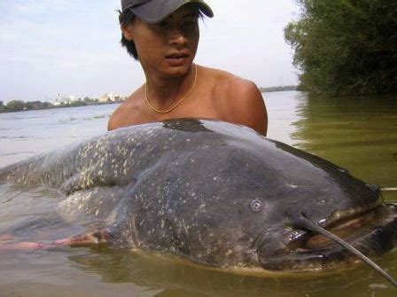 Taksonomi Dan Morfologi Ikan Lele Dumbo Clarias Gariepinus Burchell