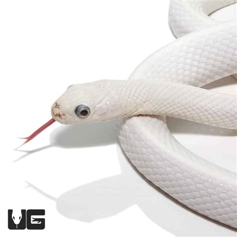 Leucistic Texas Ratsnakes (Bogertophis subocularis) For Sale ...