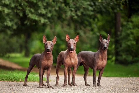 Xoloitzcuintli Mexican Hairless Dog—full Profile History And Care