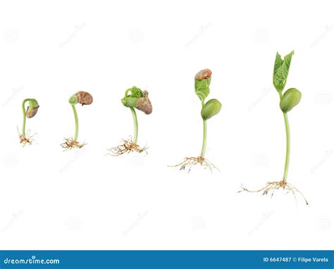 Bean Seed Germination Stock Image Image Of Germinate 6647487