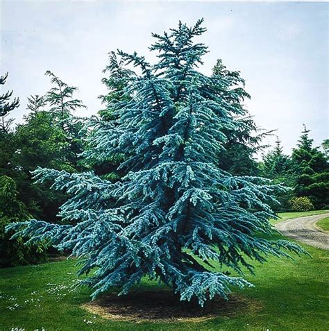 Blue Atlas Cedar For Sale Online | The Tree Center