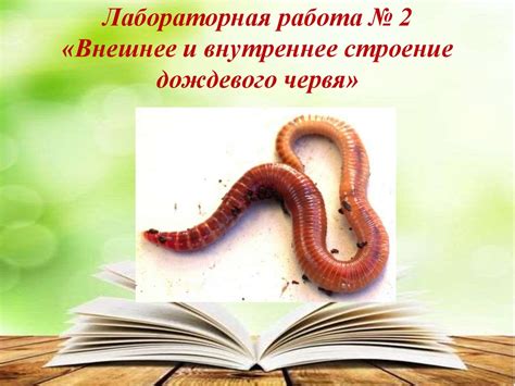 Тип Кольчатые черви. 7 класс - презентация онлайн