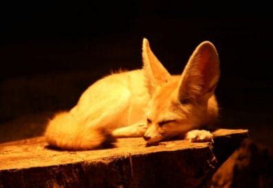 The 150+ Best Fennec Fox Names You Could Ever Find