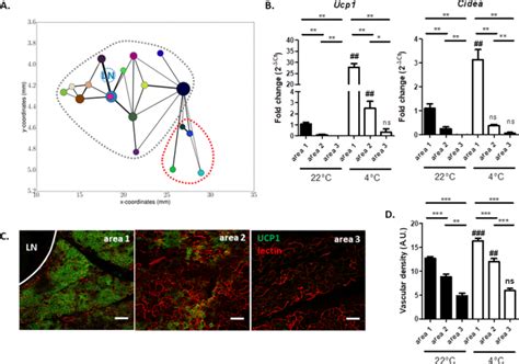 3d Analysis Of The Whole Subcutaneous Adipose Tissue Reveals A Complex