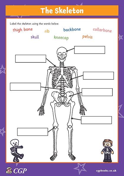 Free Human Skeleton Worksheet Download Free Human Skeleton Worksheet