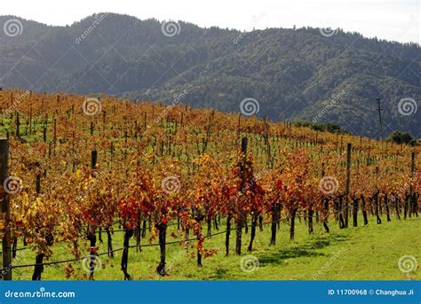 Vineyard On California Hill Stock Photo Image Of Vineyard Slope