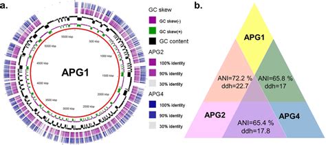 Comparison Of Draft Genome Sequences Of Apg Isolates A Schematic Download Scientific Diagram