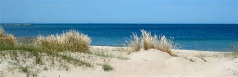 La Vegetazione Delle Dune Costiere E Delle Bassure Salmastre Del