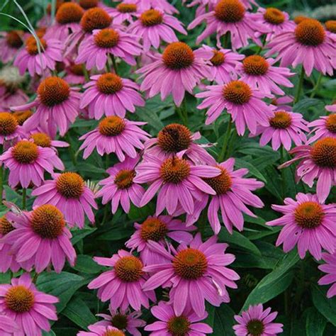 Echinacea Purpurea Magnus Tuincentrum Pelckmans Tuincentrum