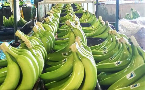 Producci N De Banano Clave Para La Exportaci N Y Empleos En Nicaragua