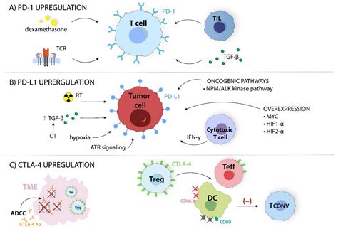IJMS | Free Full-Text | The Role of Regulatory T Cells in Cancer ... 
