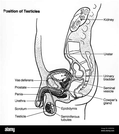 Aparato Reproductor Masculino Interno