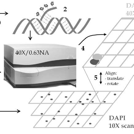 Procedure for FISH probe imaging. 1) The cartridge is re-opened to ...