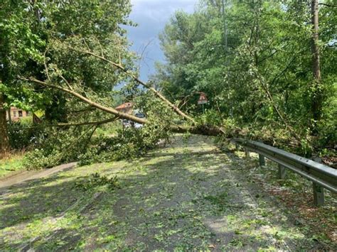 Albero Caduto Lungo La Strada Gazzetta D Alba Dal Il