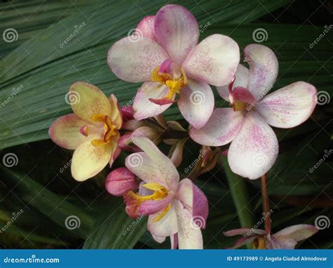 Orchid At The Botanical Garden Stock Image Image Of Multicolor
