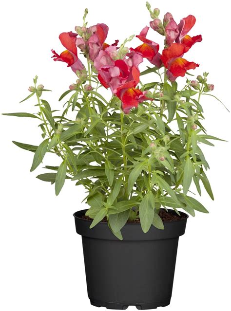 L Wenm Ulchen Antirrhinum Verschiedene Farben Topf Ca Cm Stk