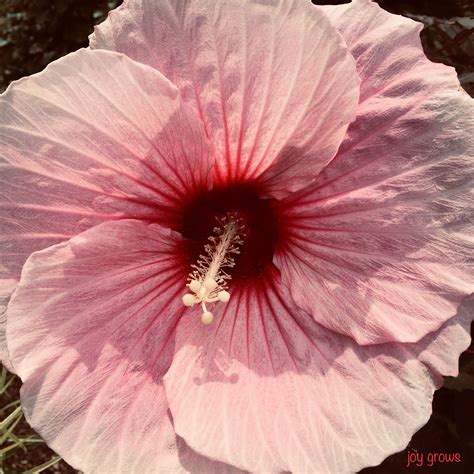 Hibiscus Hibiscus Plants Garden