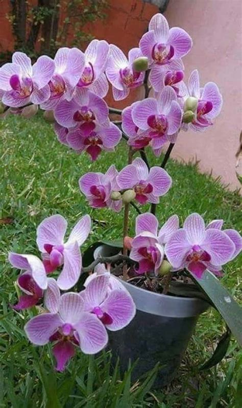 Como Cuidar De Orqu Dea Phalaenopsis Como Plantar E Cuidar