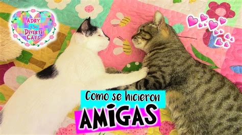 🐈gato Nuevo En Casa😻 La Historia Completa De Mi Gatita Pandita😺 Diverticats Youtube