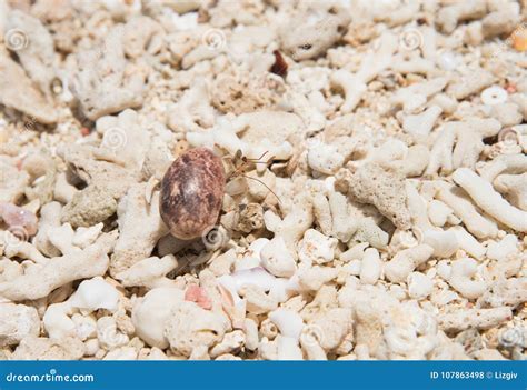 Mystery Island Hermit Crab on Beach Stock Photo - Image of hermit ...