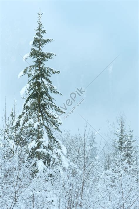 A Hazy View Of Snowy Fir Trees On A Mountain Slope Photo Picture And Hd