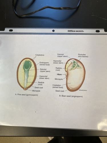 Gymnosperms And Angiosperms Flashcards Quizlet