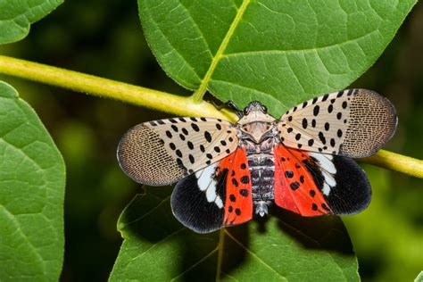 Where Are The Spotted Lantern Flies Few And Far Between Across New Jersey