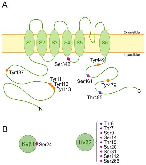 Schematic Representation Of Kv Membrane Topology And Kv Beta