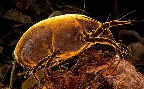 What Do Dust Mites Look Like 12 Pictures Of Dust Mites Pest Hacks