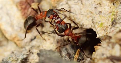 Do All Ant Colonies Have Soldier Ants? (Explained)