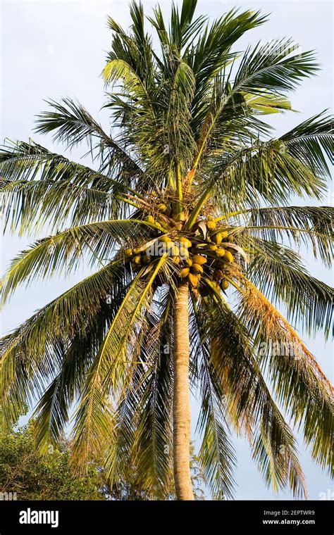 A Beautiful Tall Coconut Tree With Many Fruits The Nature Of Thailand