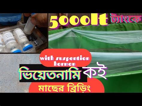 How to breeding vietnami koi fish easily কভব সহজ ভযতনম কই