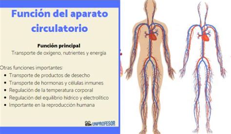 Aparato circulatorio función