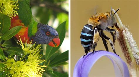 How To Create An Australian Native Garden In 5 Steps Flower Power