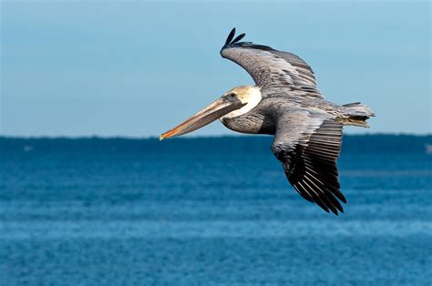 Florida Nature Facts #51 - Brown Pelican - Florida Nature Photography