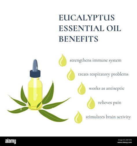 Benefits Of Eucalyptus Essential Oil Illustration Stock Photo Alamy