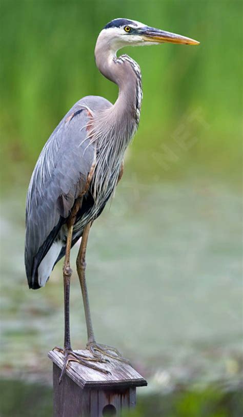 Grand H Ron Great Blue Heron Ardea Herodias Herodias Pet Birds